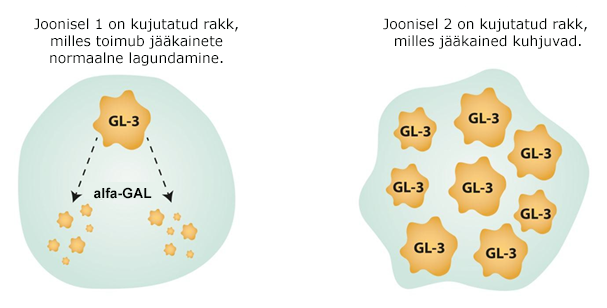 Joonisel 2 on kujutatud rakk, milles kompleksmolekulid GL3 kuhjuvad.